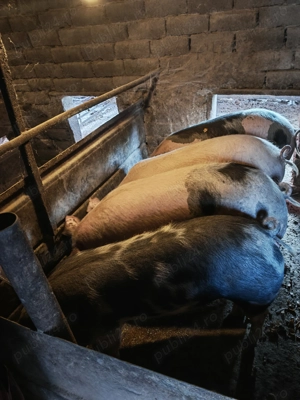 Porci crescuți natural - imagine 2