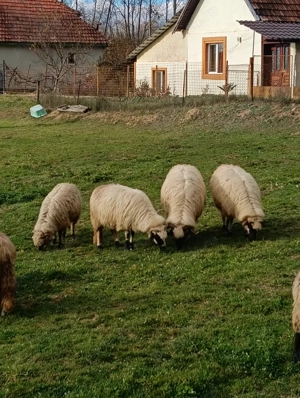 Berbecuti din primavara