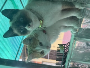 Doi puiuți de 8 luni (una de rasă mixtă siameză)