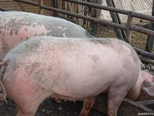 Porc de vânzare - imagine 2