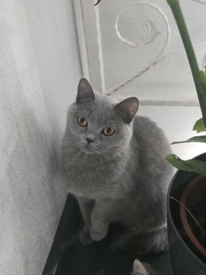 Vand pisici British Shorthair - imagine 5