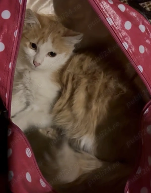 Puiuț portocaliu de 8 luni, blană lungă - imagine 2