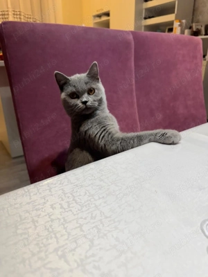 Vand pisici British Shorthair - imagine 6