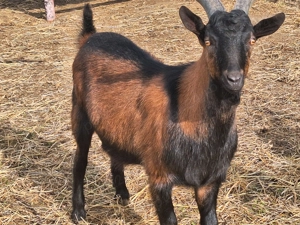 Țap castrat de 8 luni   ideal pentru tăiere - imagine 2