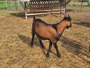 Țap castrat de 8 luni   ideal pentru tăiere - imagine 3