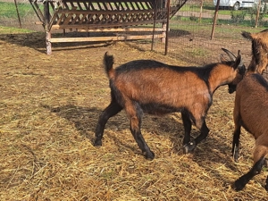 Țap castrat de 8 luni   ideal pentru tăiere - imagine 4