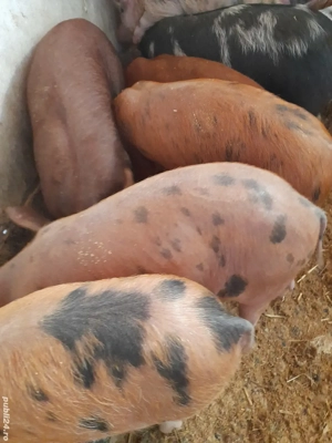 purcei durok 9 săptămâni 230 lei - imagine 2