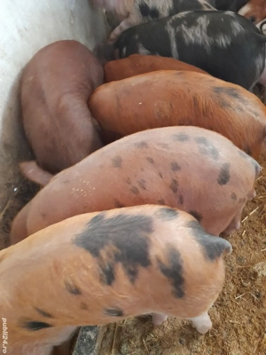 purcei durok 9 săptămâni 230 lei