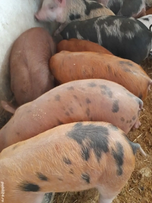 purcei durok 9 săptămâni 230 lei - imagine 5