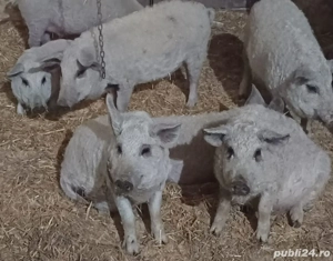 Purcei mangalita 20-25kg 