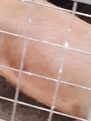 Vând porci Duroc și Landras  - imagine 2