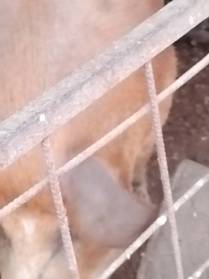 Vând porci Duroc și Landras  - imagine 3