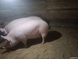 vand porci de de taiat - imagine 2