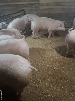 vand porci de de taiat - imagine 3