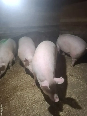 vand porci de de taiat - imagine 4