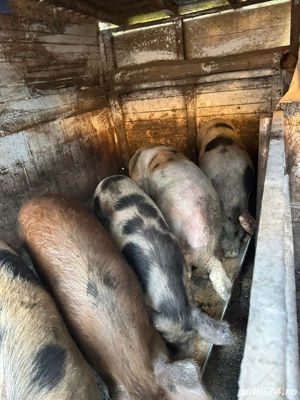 porci de vanzare