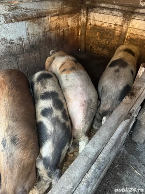 porci de vanzare - imagine 2