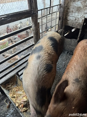 porci de vanzare - imagine 3