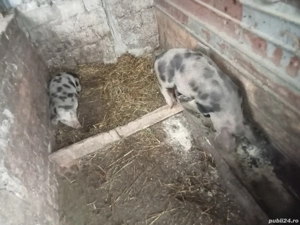 vând o pereche purcei la trei luni jumate  preț 25 lei kg