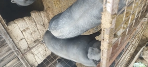 disponibili purceii landrace pur și duroc pur porci pentru tăiat  - imagine 2