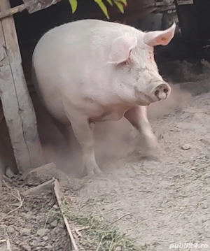 disponibili purceii landrace pur și duroc pur porci pentru tăiat  - imagine 4