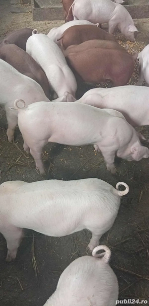 disponibili purceii landrace pur și duroc pur porci pentru tăiat 