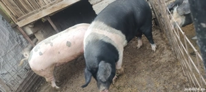 disponibili purceii landrace pur și duroc pur porci pentru tăiat  - imagine 3