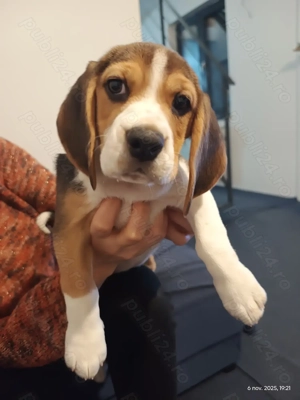 De vanzare pui Beagle