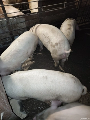 vand șoldani  - imagine 2