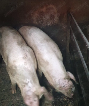 Porci de vânzare! Piatra Olt!