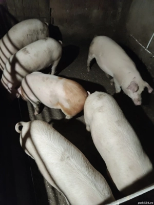 vand șoldani  - imagine 4