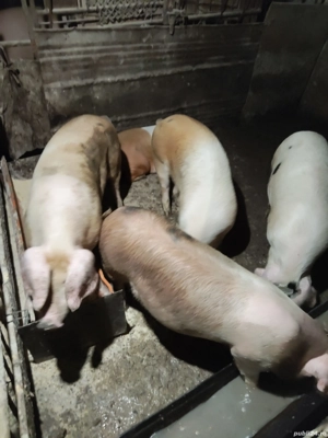 vand șoldani  - imagine 5