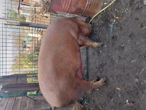 Vând porc  - imagine 3