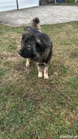 femela caucazian  - imagine 2