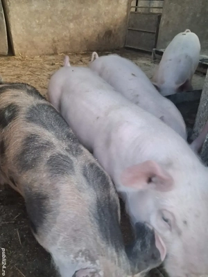 de vânzare 4 șoldănei 25..30 kg rasă marele alb 