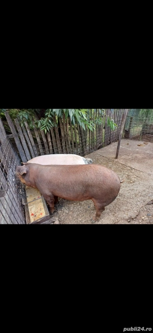 vand porci - imagine 5