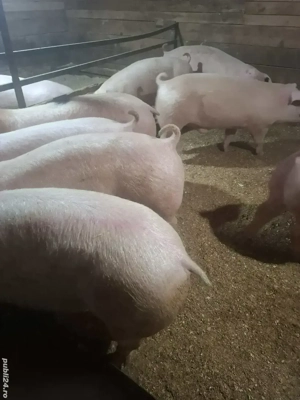 vand porci mari si de prasila