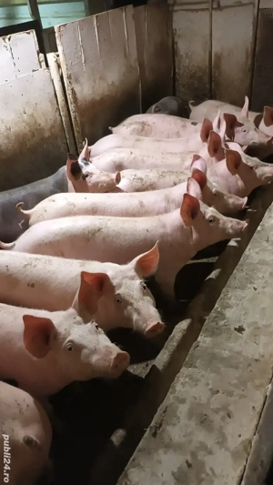 Vand soldani - imagine 2