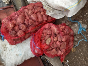 Cartofi pentru animale