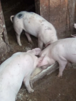 Vând purcei de tara.