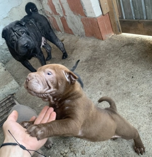 Pui Shar Pei în căutare de familie 2 fetițe și 5 băieței pentru mai multe poze sunați la nr  - imagine 5