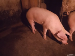 Vând purcea tânără 