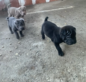 Pui Shar Pei în căutare de familie 2 fetițe și 5 băieței pentru mai multe poze sunați la nr  - imagine 6