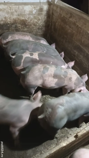 Scrofite reproductie - imagine 3