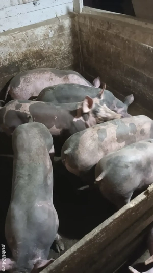 Scrofite reproductie - imagine 2