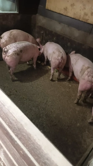 Scrofite reproductie - imagine 4