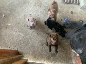 Pui Shar Pei în căutare de familie 2 fetițe și 5 băieței pentru mai multe poze sunați la nr  - imagine 8