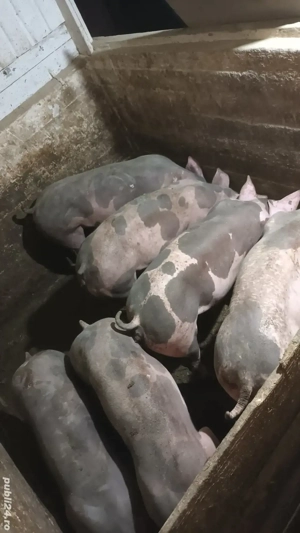 Scrofite reproductie