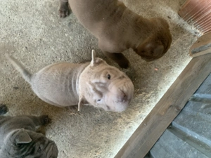 Pui Shar Pei în căutare de familie 2 fetițe și 5 băieței pentru mai multe poze sunați la nr  - imagine 10