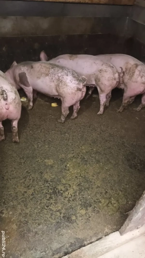 Scrofite reproductie - imagine 5